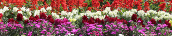 cropped-flowers2902.png